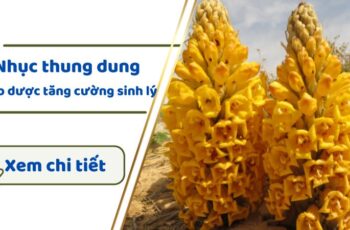 Nhục thung dung: Thành phần, công dụng, cách sử dụng